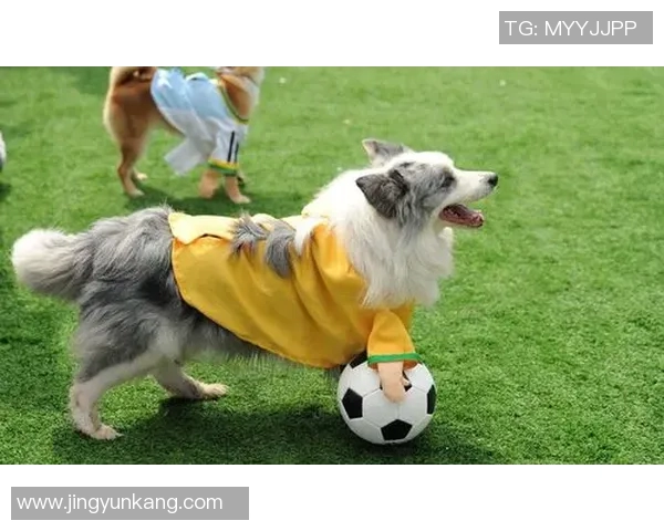 全球足球巨星宠物盘点 谁的萌宠最具魅力与个性